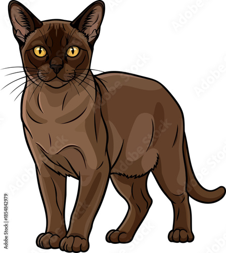 rich espresso charm a burmese inspired gaze of warmth and sophistication, vector isolated on transparent background