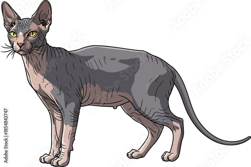 ancient echoes a sphynx cats regal gaze and unconventional grace, vector isolated on transparent background
