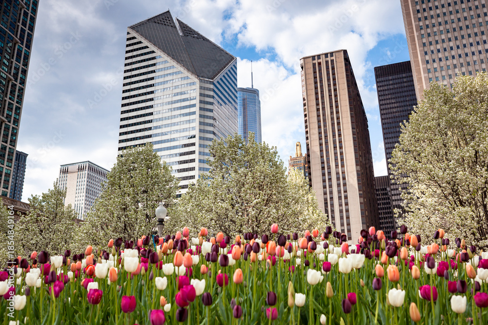 Fototapeta premium Chicago Millenium Park at spring with blooming tulips in the foreground