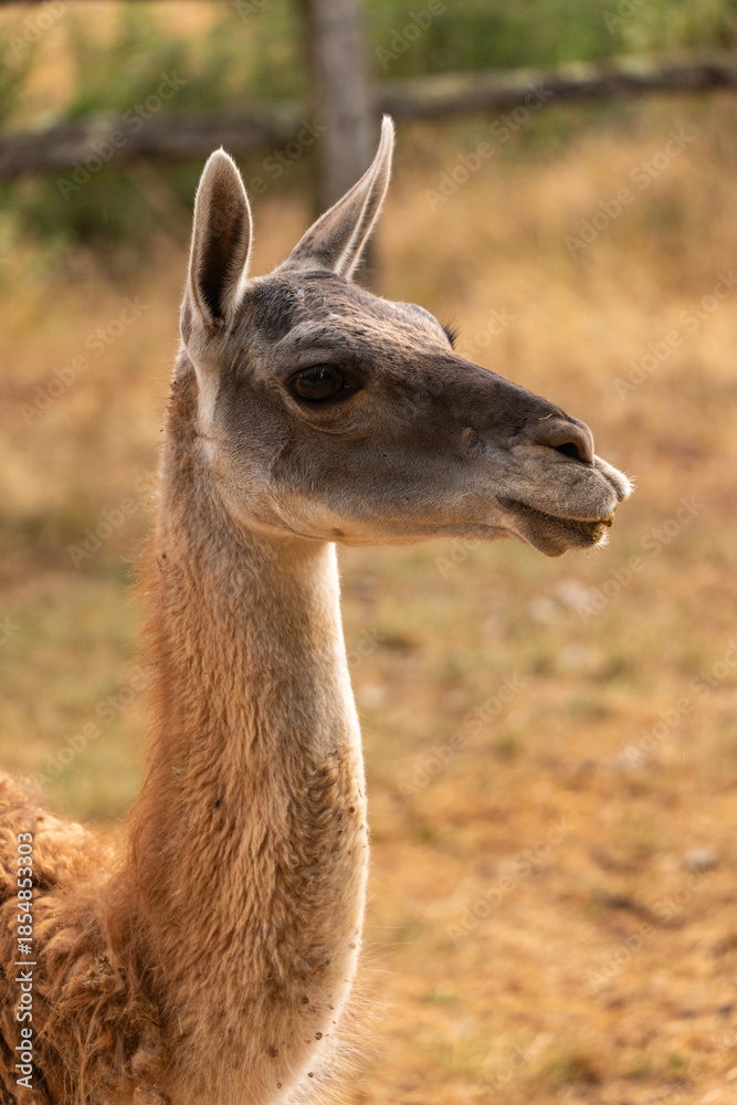 Fototapeta premium Portrait de lama observant son environnement au parc animalier de Gramat