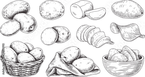 Hand drawn black and white potatoes collection vegetable