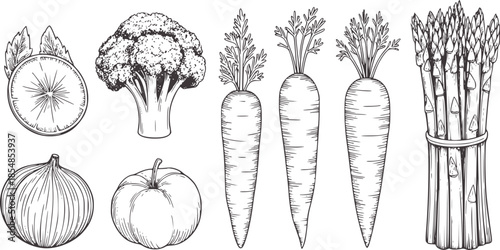 Hand drawn black and white vegetable line with onion carrot asparagus