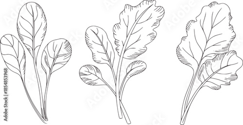 Minimalist line of three different leafy green stems