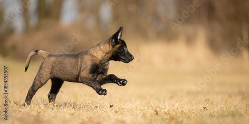 A well motivated, attentive 9-week-old Malinois puppy is running fast across a meadow in autumn, seen from a side view