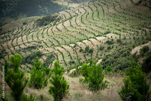 Tablou pe pânză Pine plantations in New Zealand