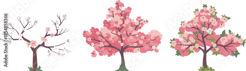 Cherry blossom trees vector set, spring seasonal plants, pink and white blossoms, stylized sakura clipart, decorative botanical illustration assets, blooming garden elements