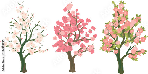 Cherry blossom trees vector set, spring seasonal plants, pink and white blossoms, stylized sakura clipart, decorative botanical illustration assets, blooming garden elements