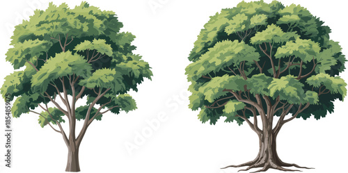 Realistic tree illustration set, two deciduous canopy variations, root and trunk detail, botanical vector graphic, nature design elements, landscape clipart