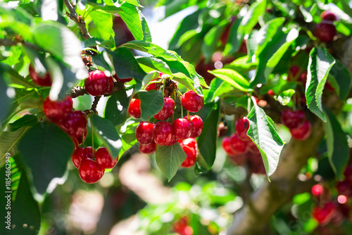 Fotografie branches of cherry trees with berries in garden