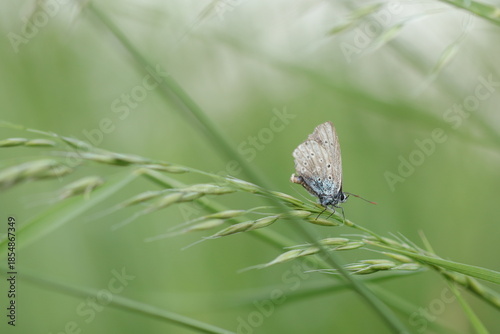 una farfalla licenide sull'erba
