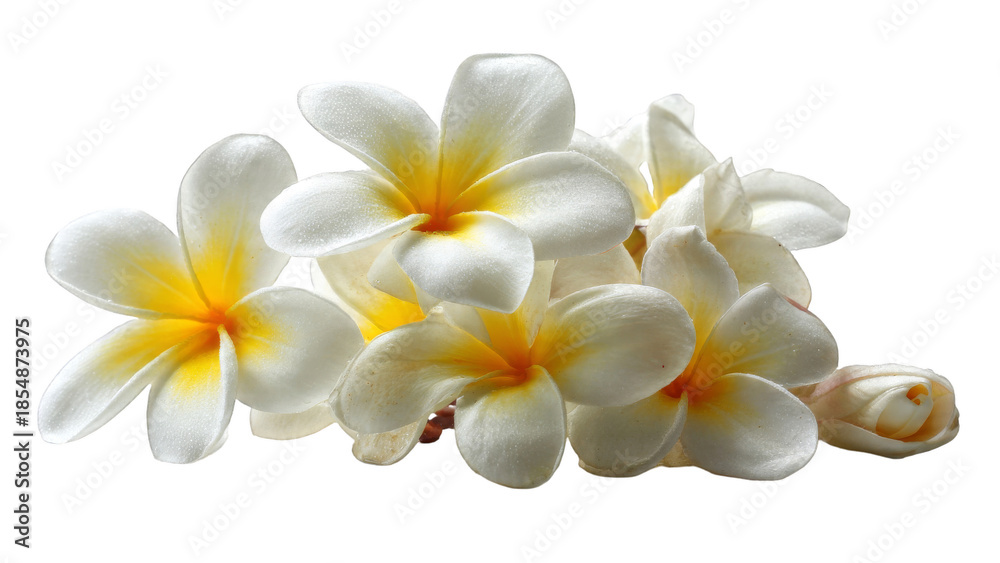 Fototapeta premium Close-up of beautiful white and yellow plumeria flowers with a soft focus background.