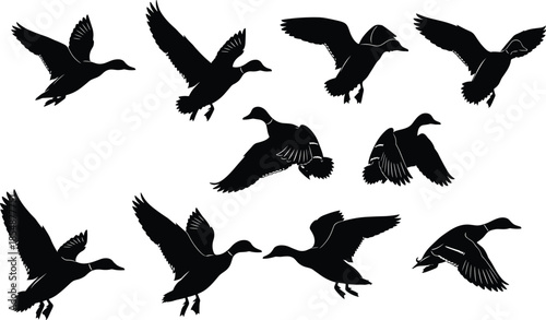 Set of black flying duck silhouettes showing mallards with wings spread isolated on white background for hunting logo design