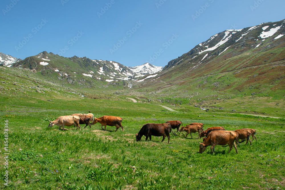 Fototapeta premium Livestock farming in the highlands. Raising animals in high altitudes. Cattle grazing in the highlands during the spring months. Cows grazing in the green fields. Gölyayla, Rize, Türkiye. 