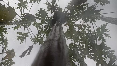 Rain gently soaks papaya plants, freshening broad green leaves as droplets cling and nourish the tropical garden atmosphere.