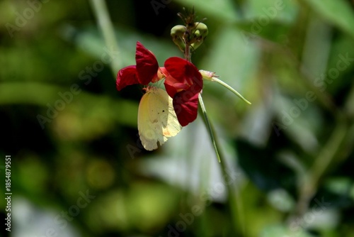 inseto borboleta - Lepidoptera