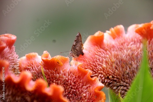 inseto borboleta - Lepidoptera