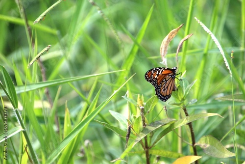 inseto borboleta - Lepidoptera