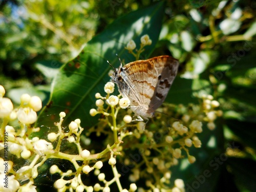 inseto borboleta - Lepidoptera
