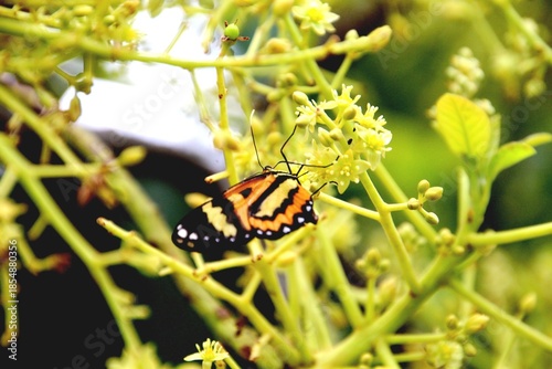 inseto borboleta - Lepidoptera