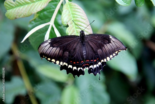 inseto borboleta - Lepidoptera