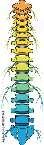 Human spine anatomy illustration, color-coded vertebrae and spinal nerves, medical education chart, cervical thoracic lumbar sacral coccygeal regions