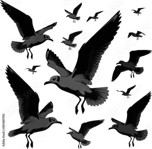 Isolated a kinds of different realistic Set of flying seagull silhouettes vector art with white background.