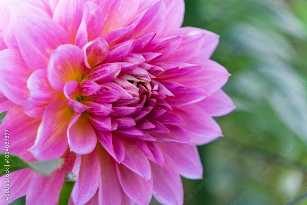 Fototapeta premium 鮮やかなピンク色のダリアの花びらを捉えたマクロ写真