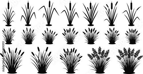 Collection of black silhouettes of reed cattail and bulrush marsh plants isolated on white background for nature design and landscaping