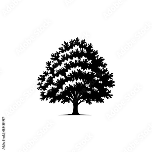 Stylized black silhouette of a mature and vibrant deciduous tree against a white background isolated on transparent background, Vector