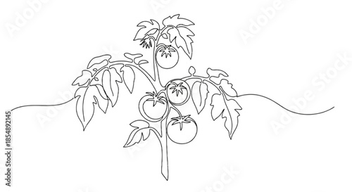 Continuous line art drawing of a vibrant tomato plant with ripe fruits and lush leaves isolated on transparent background, Vector