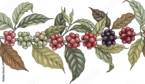 Vintage Botanical Coffee Plant Illustration with Ripe Red Berries and Leaves