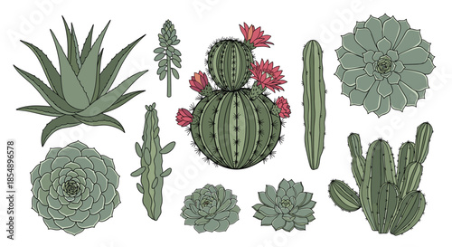 Hand-drawn collection of various desert cacti and succulent plants in green tones, isolated on a clean white background for design.