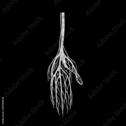 White nerve branching structure on black background
