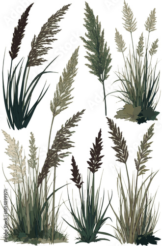 Create a kinds of deferent realistic ornamental grass vector art with white background.