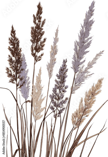 Create a kinds of deferent realistic ornamental grass vector art with white background.