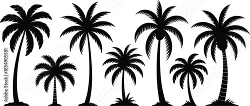 Silhouetted palm tree with fanned fronds isolated on a white background