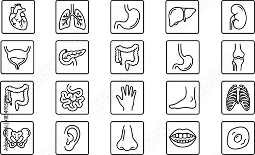 Human anatomy line icon set showing internal organs body parts and skeletal elements in clean medical outline vector style