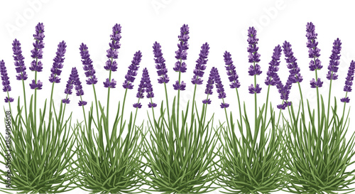 Realistic vector illustration of a continuous border of blooming lavender plants with vibrant purple flower spikes and green foliage, ideal graphic element for beauty, aromatherapy, and herbal themes