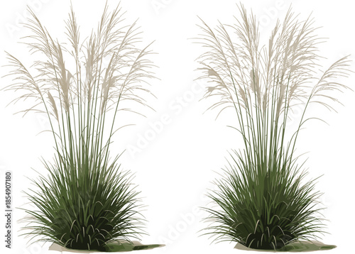 Realistic vector illustration of two separate ornamental grasses, possibly Miscanthus or Pampas, featuring dark green foliage and tall, light, feathery white plumes, isolated on white background