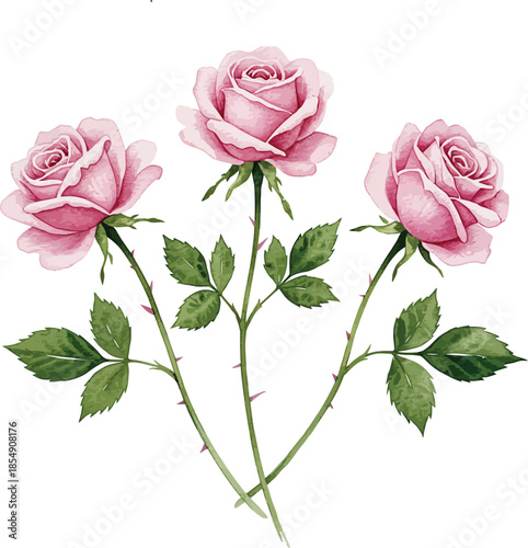 Three pink roses with green stems and leaves isolated