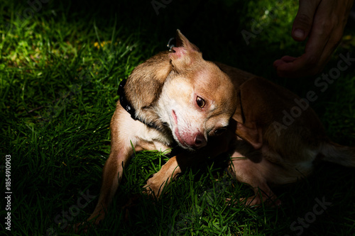 Dog Belly Rub: Happy Pet Enjoying Belly Rub Outdoors In Natural Light Vertical