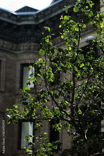 Springtime Park Scene: Green-Leafed Branches Frame Historic Stone Building Architecture Vertical Shot