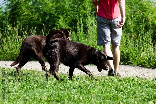 Pet Ownership: Person Walking Two Labradors Along Lush Park Path On Sunny Day