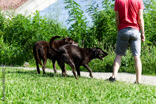 Pet Care: Man Walking Two Dogs in Lush Park on Sunny Day