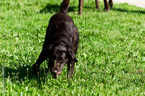 Dogs Enjoying Nature: Long-Haired Brown Dog Sniffing Lush Green Field with Other Dogs in Bright Sunny Sky