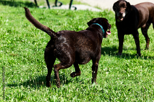 Pets Enjoying Outdoor Fun: Black Labrador Retrievers Playing In Lush Green Park