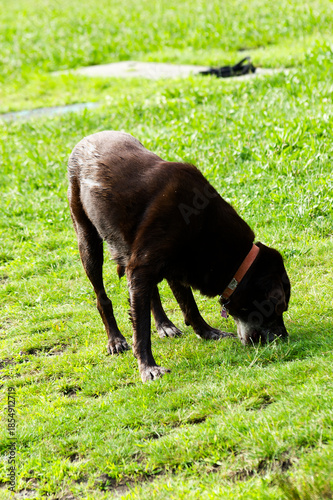 Dog Enjoying Nature: Black Dog Sniffing Lush Green Park Grass With Red Collar Outdoor Summer