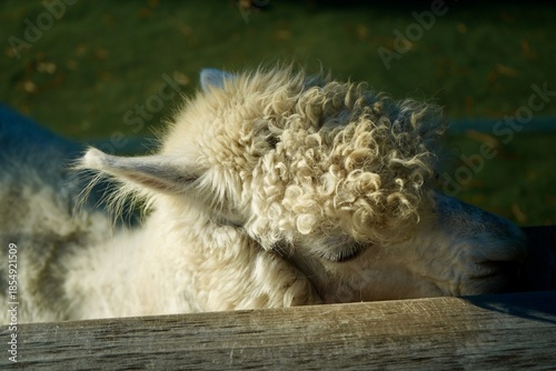 Alpaca at Alpaca Farm Yatsugatake Nagano Japan 八ヶ岳 アルパカ 牧場 November 2025