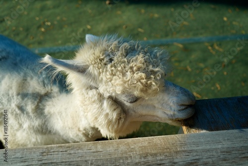 Alpaca at Alpaca Farm Yatsugatake Nagano Japan 八ヶ岳 アルパカ 牧場 November 2025