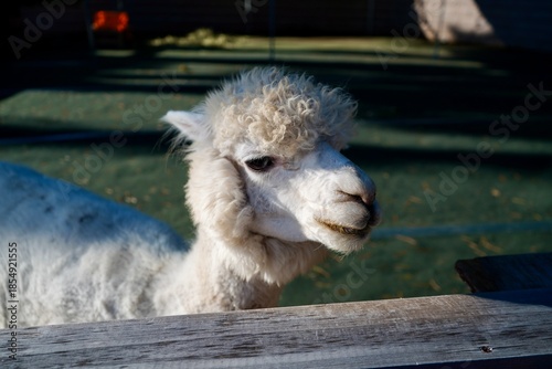 Alpaca at Alpaca Farm Yatsugatake Nagano Japan 八ヶ岳 アルパカ 牧場 November 2025